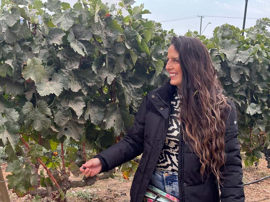 Santiago: Maipo Valley Wine Tasting Tour with 4 Vineyards - Santa Ema offers a shorter, polished tasting