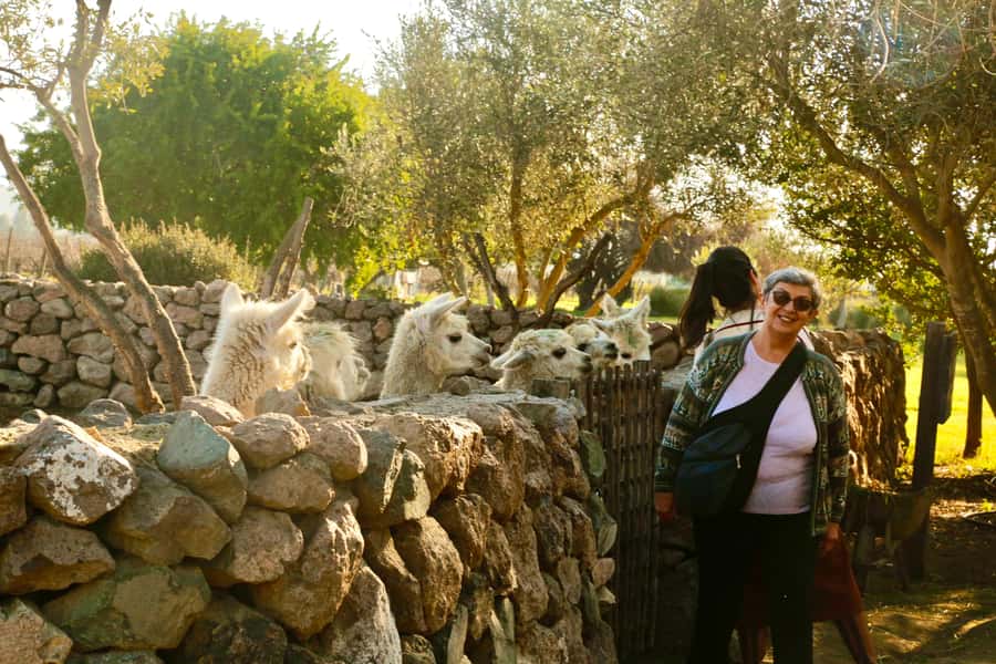 Santiago: Viña del Mar, Valparaiso, with Wine Tasting - Casablanca Valley and the final wine tasting