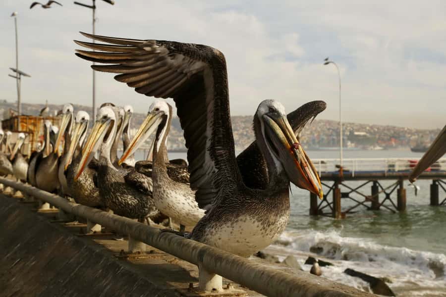 Santiago: Viña del Mar, Valparaiso, with Wine Tasting - How the $60 price holds up