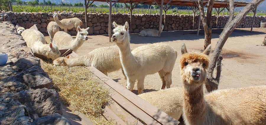 Santiago: World-class Wines, Visit to 4 Vineyards and Tanino - Practical tips before you go