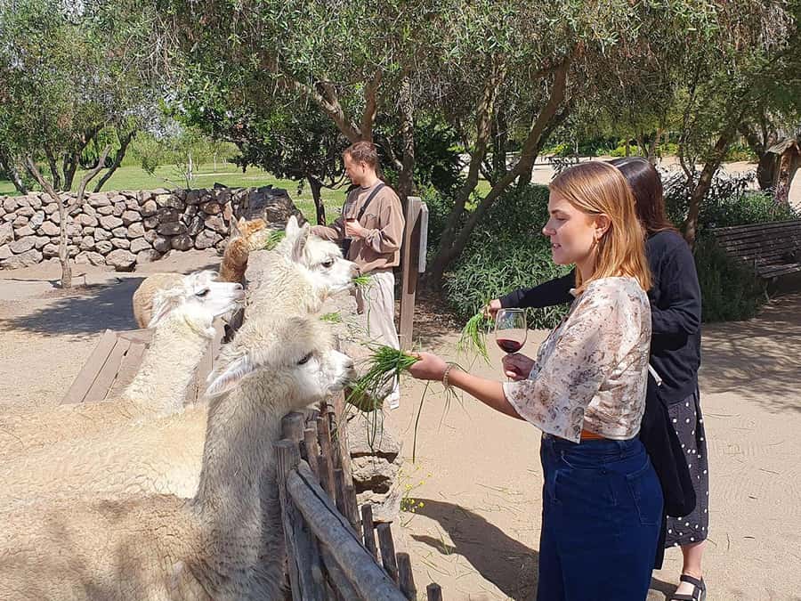 Santiago: World-class Wines, Visit to 4 Vineyards and Tanino - Is $149 a fair price?