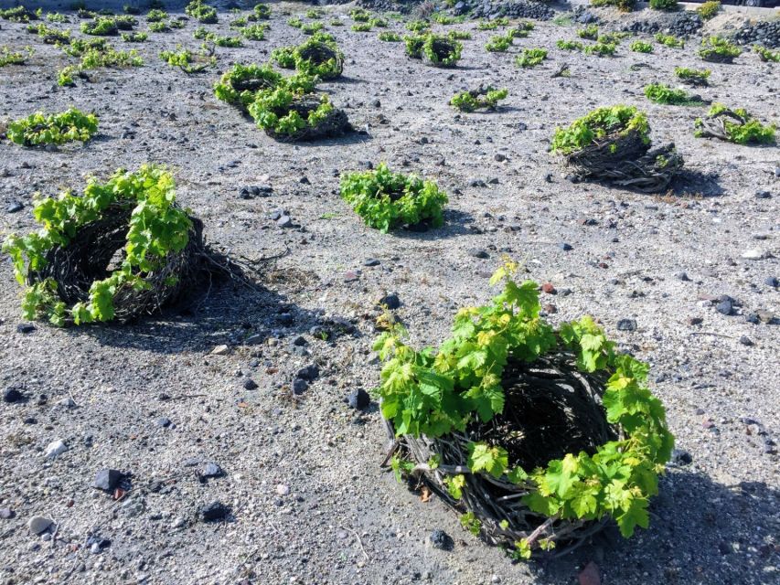Santorini: Guided Tour to 3 Wineries with Wine Tastings - Why Santorini wine is worth your afternoon