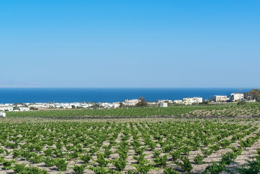 Santorini: Guided Wineries Private Tour with Wine Tastings - Why Santorini wine deserves an afternoon