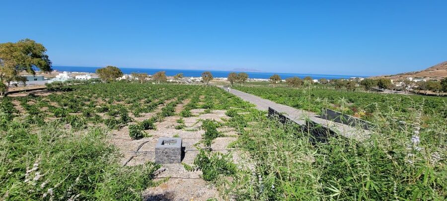 Santorini: Three Wineries and One Brewery Tour with Tastings - Why Santorini wine is worth your afternoon