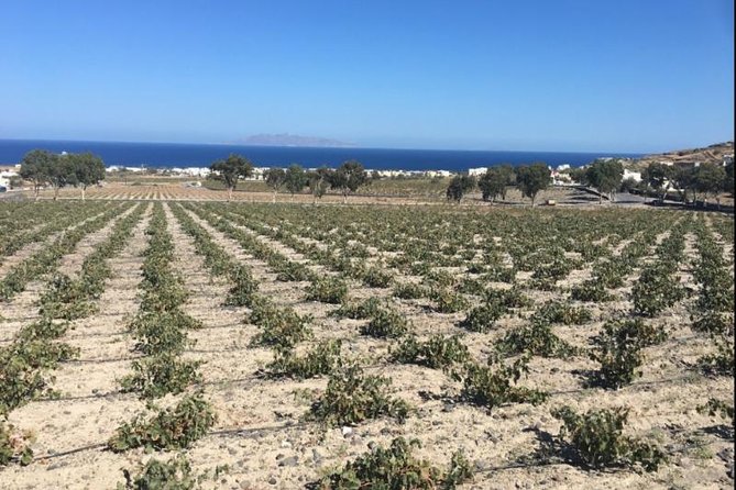 Santorini Wine Adventure with 12 Wine Tastings, Tapas and Sunset - Santo Wines and the Caldera Sunset