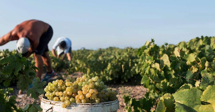 Santorini Wine Roads: Tour of 3 Wineries with a Sommelier - Stop two: family estates and volcanic wine