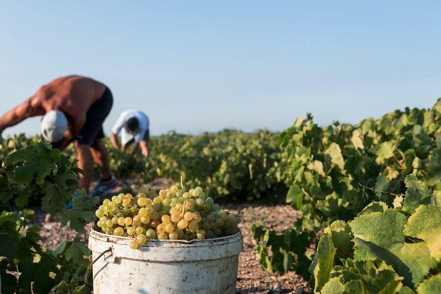 Santorini Wine Roads: Tour of 3 Wineries with a Sommelier - The pickup and the Mercedes minibus