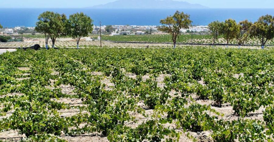 Santorini: Wine Tasting Tour & Sunset Viewing - Key points to know before booking