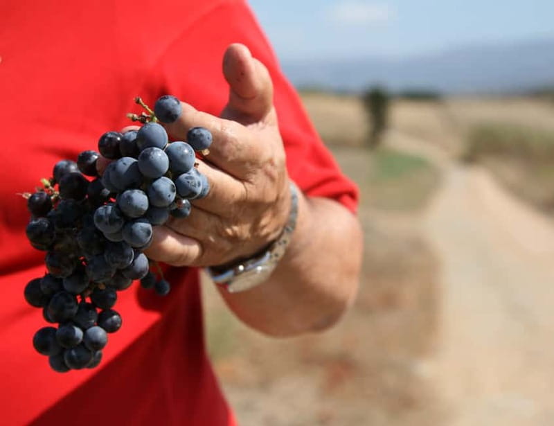 Sardinia: Winery Tour and Wine Tasting Experience - Arriving at Ferruccio Deiana Vini