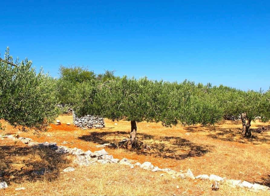 Šibenik: Croatia in a Day, Vistas, History, Olive Oil, Wine - Kaštel Benković and the Region’s Troubled Past