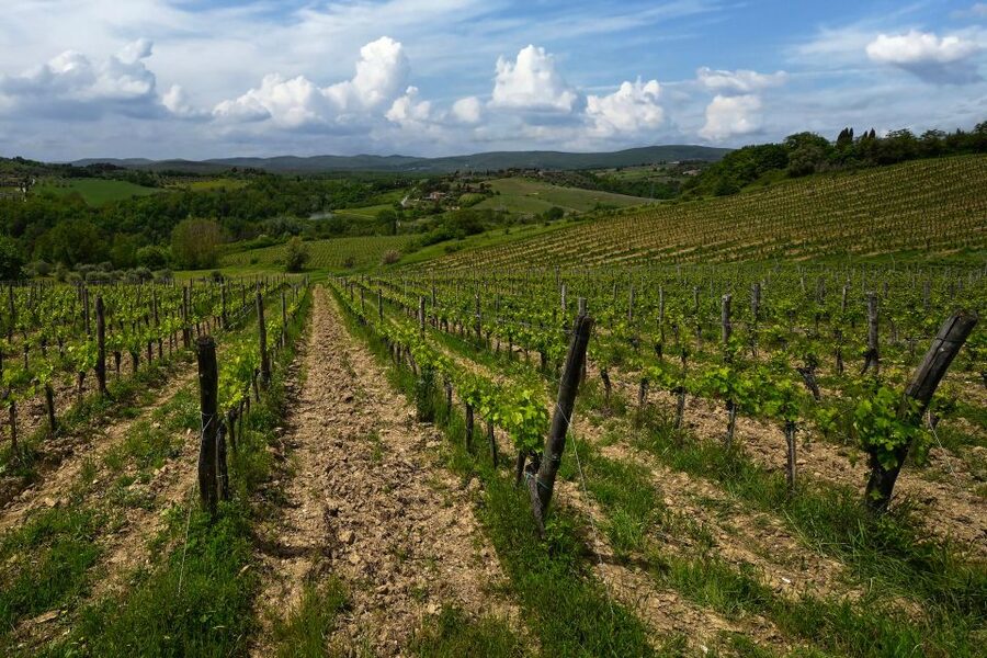 Siena: Organic Winery Tour and Wine Tasting - Five wines in the tasting room