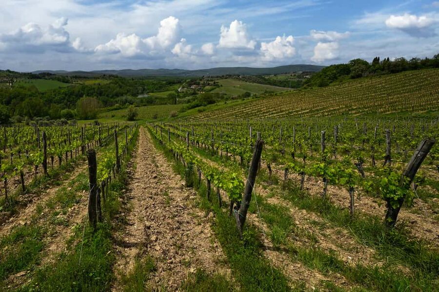 Siena: Organic Winery Tour and Wine Tasting - Who will enjoy this most