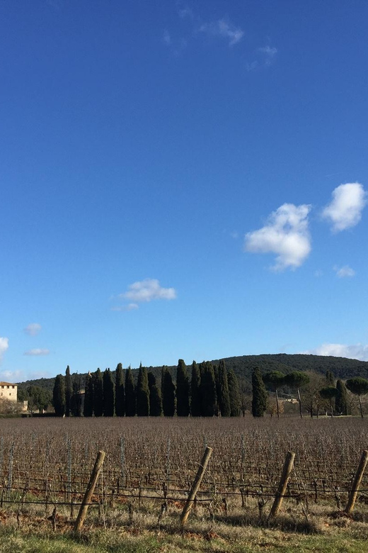 Siena: Tour and Wine Tasting in a Tuscan Private Castle - Inside the organic winery and cellar