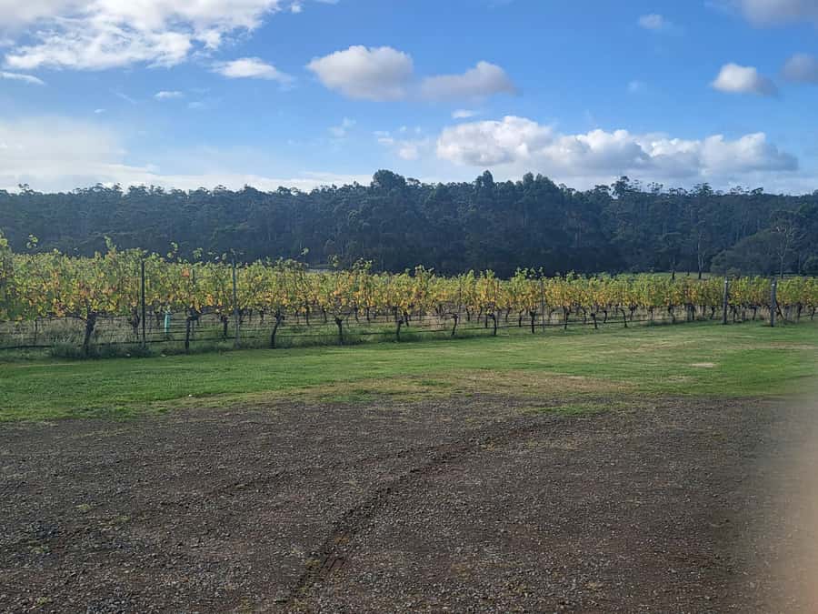 Signature Wine Tour - Hobart & SE Tasmania - Why this Hobart wine tour works so well