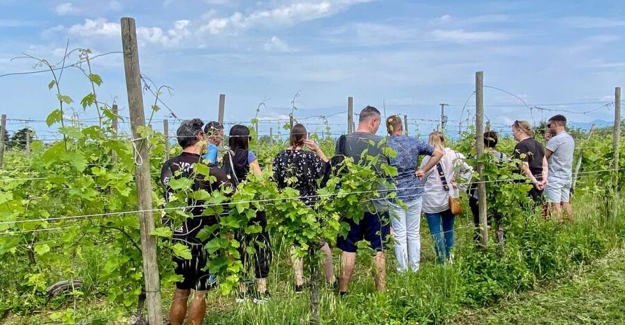 Sirmione: Vineyard Tour with Lugana Wines and Local Tastings - Key points to know before booking