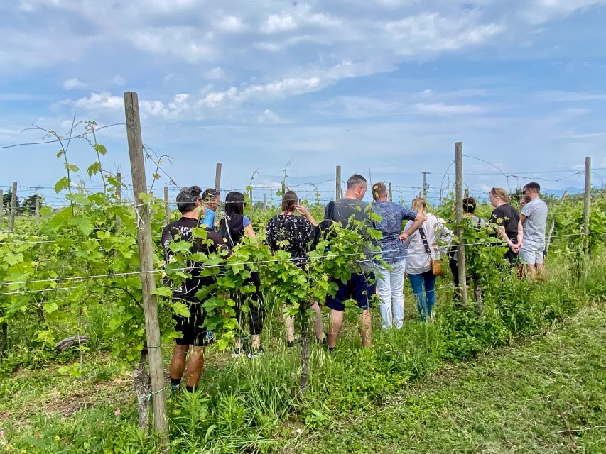 Sirmione: Vineyard Tour with Lugana Wines and Local Tastings - From Turbiana vines to the cellar