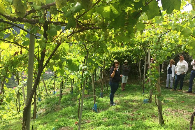 Skywalk with Wines Tasting and Vineyards Half day 4x4 Adventure - Why this Madeira half-day tour works