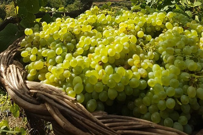 Skywalk with Wines Tasting and Vineyards Half day 4x4 Adventure - What you taste at Quinta Barbusano