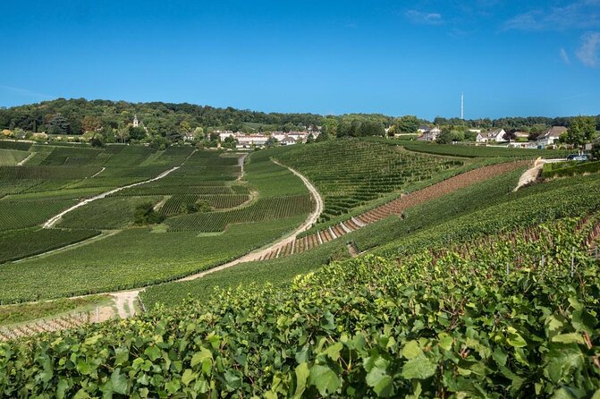 Small Group - Half Day Champagne Tour - Visit of 2 Small Producers/Growers - Key points to know before booking