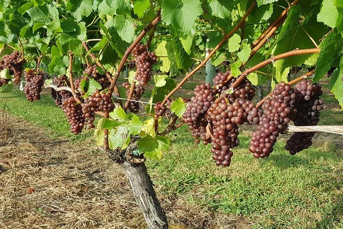 Small-Group Kumeu Wine Country Tour with Wine Tastings & Lunch - Why Kumeu works for a half-day wine outing