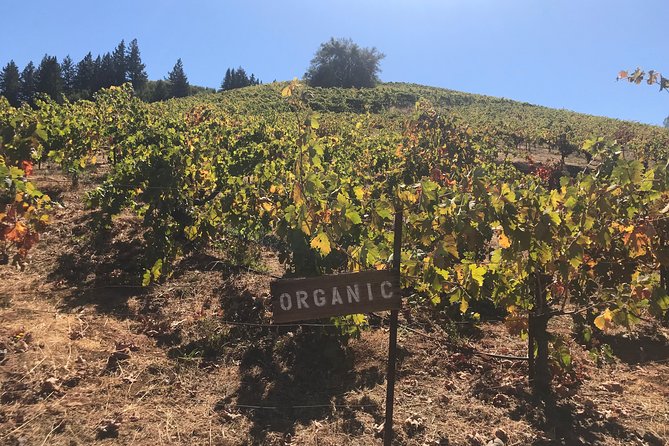 Small-Group Wine Country Tour from San Francisco with Tastings - My take: a strong, social wine-country day