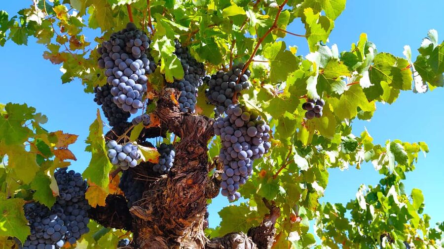 Small-Group Wine Tour from Valencia with Tastings Max 7 - Walking through Requena’s medieval center