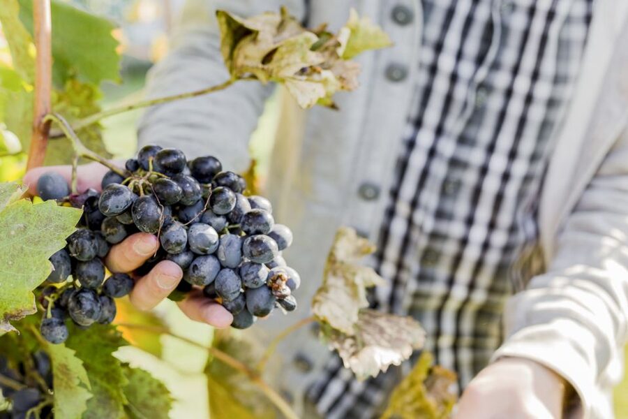 Sonoma Valley: Guided Winery Tour with Picnic Lunch - Key points at a glance