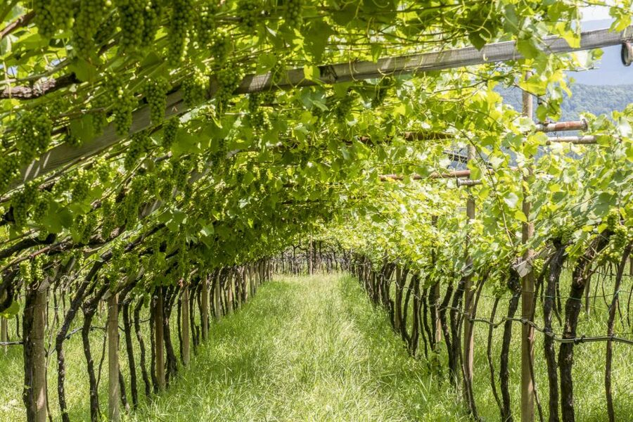 Sonoma Valley: Guided Winery Tour with Picnic Lunch - Tips for getting the most from the day