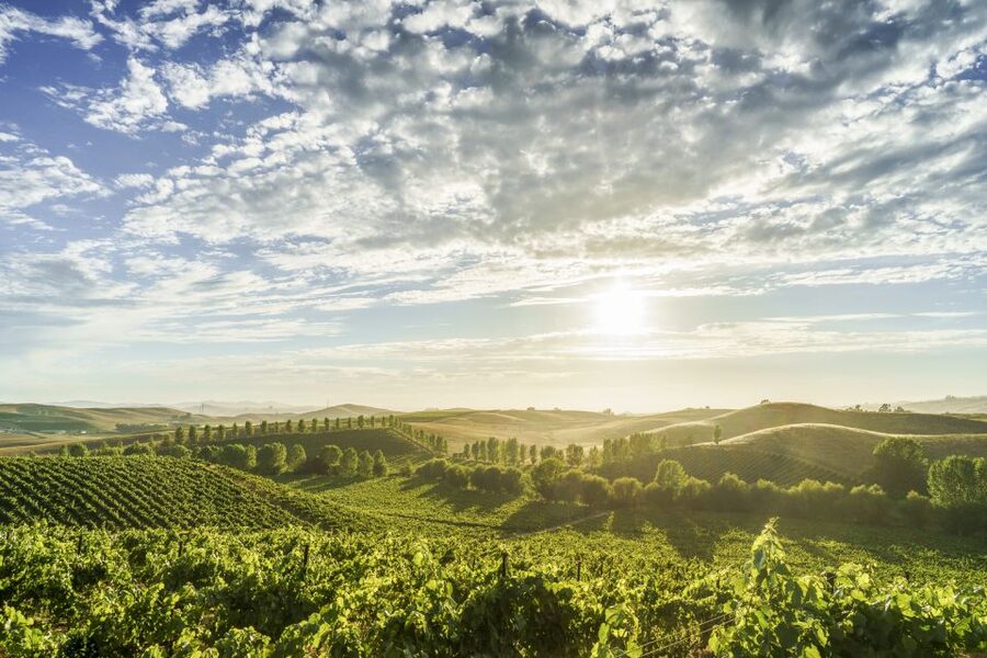 Sonoma Valley: Guided Winery Tour with Picnic Lunch - Three boutique wineries instead of a crowded checklist