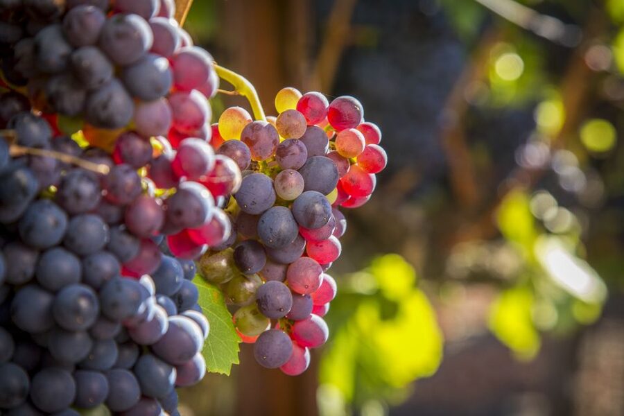Sonoma Valley: Guided Winery Tour with Picnic Lunch - Sonoma Valley views between the stops