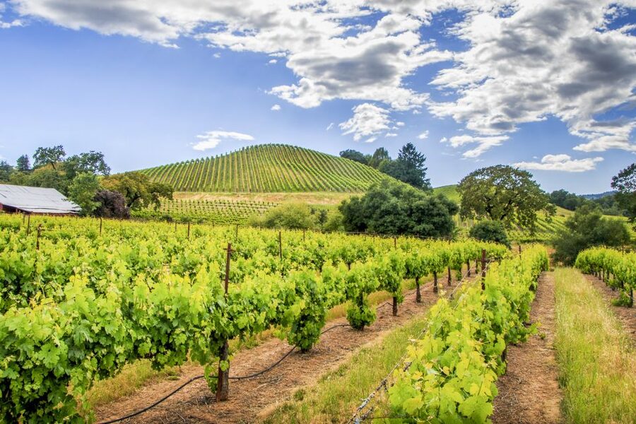 Sonoma Valley: Guided Winery Tour with Picnic Lunch - How the $147 price works in practice