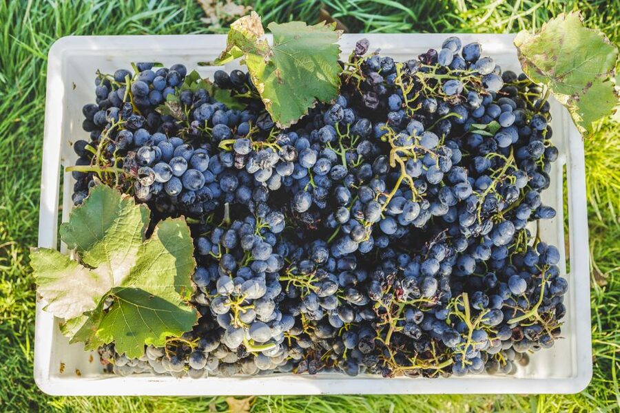 Sonoma Valley: Guided Winery Tour with Picnic Lunch - What the praise tells you about the experience