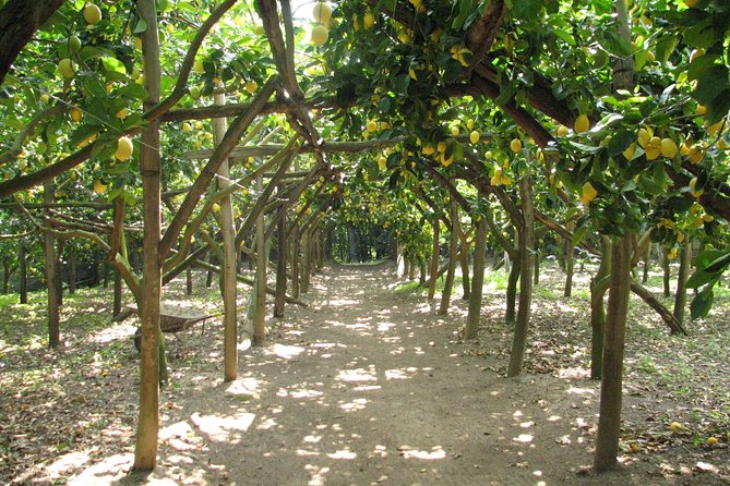 Sorrento Farm and Food Experience including Olive Oil, Limoncello, Wine tasting - What makes this farm visit worth your time