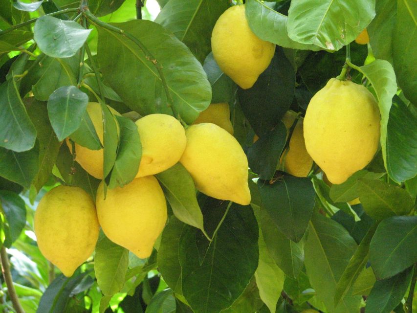 Sorrento: Lemon, Olive Oil and Wine Tasting Tour with Lunch - Bees, vegetables, and the value of small-scale farming