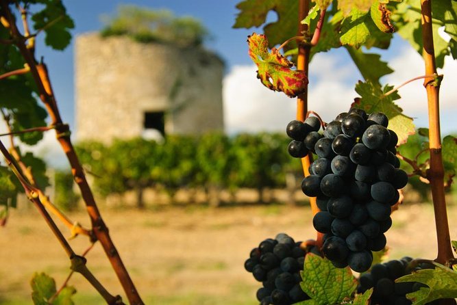 St-Emilion & Médoc Wine Day Tour: Chateaus, Tastings and Lunch - Two Bordeaux wine regions in one long day