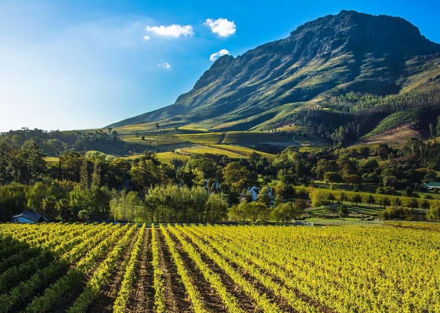 Stellenbosch: All-inclusive Private Wine Tour & Tastings - A private route through Stellenbosch wine country