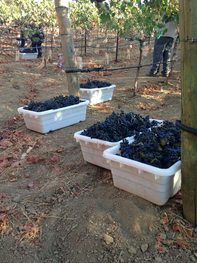 Stellenbosch: All-inclusive Private Wine Tour & Tastings - Who will enjoy this Stellenbosch tour most