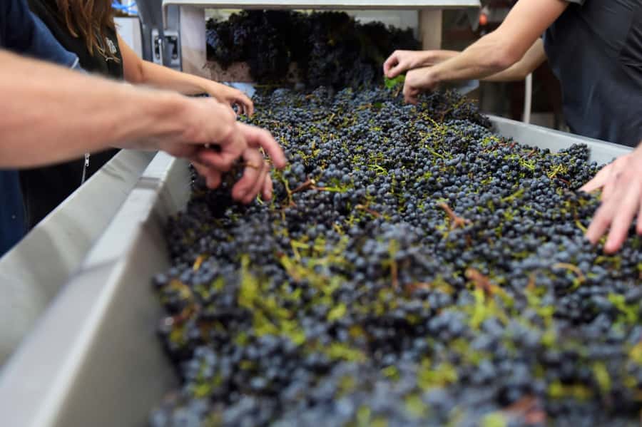 Stellenbosch: All-inclusive Private Wine Tour & Tastings - What to bring and how to prepare