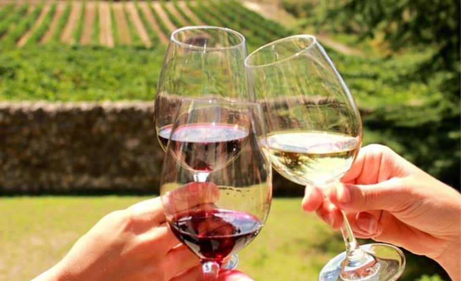 Stellenbosch: Half-Day Wine Tour - The first tasting: six wines and a cellar visit
