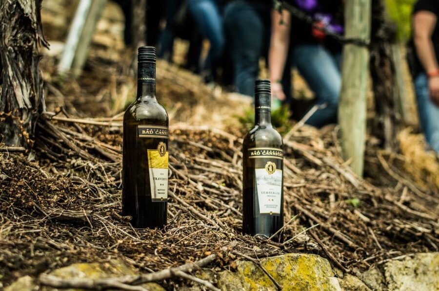Stuttgart: Guided Vineyards Tour - Why Stuttgart’s Vineyards Make a Good Half-Day Outing