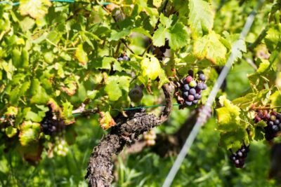 Stuttgart: Guided Vineyards Tour