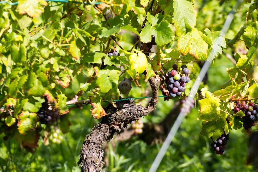 Stuttgart: Guided Vineyards Tour - Five Wines, Starting with Cannstatter Zuckerle