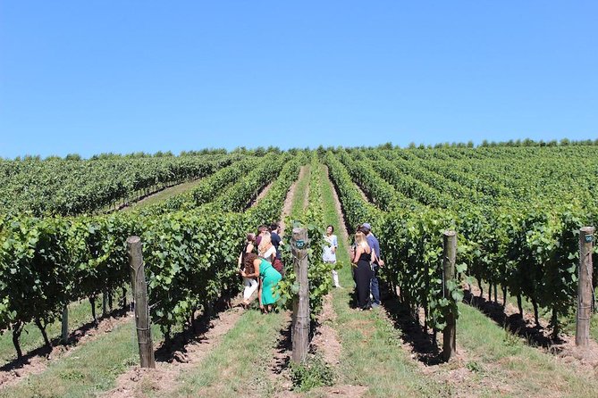 Sussex Vineyard & Winery Bus Tour on Iconic Vintage London Bus - Should you book it?
