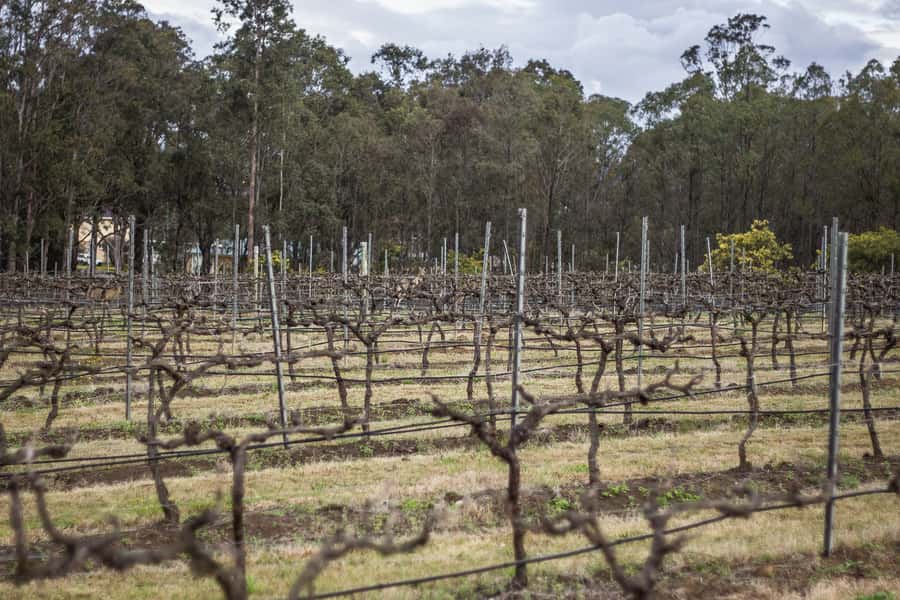 Sydney: Chef-Led Hunter Valley Food & Wine Tour - Who should book this Hunter Valley day trip?