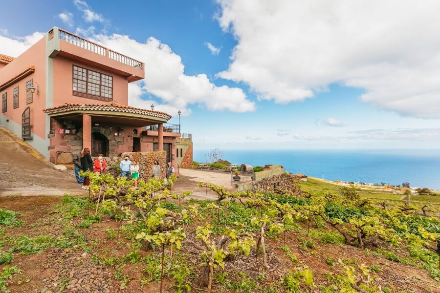 Tacoronte: Guided Winery Tour with Wine and Cheese Tastings - Four wines matched with four island cheeses