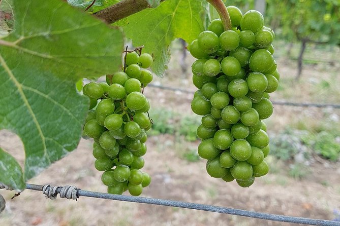 Taste the Valley Wine Tour in Marlborough with Wine Tasting - Who will get the most from this tour?