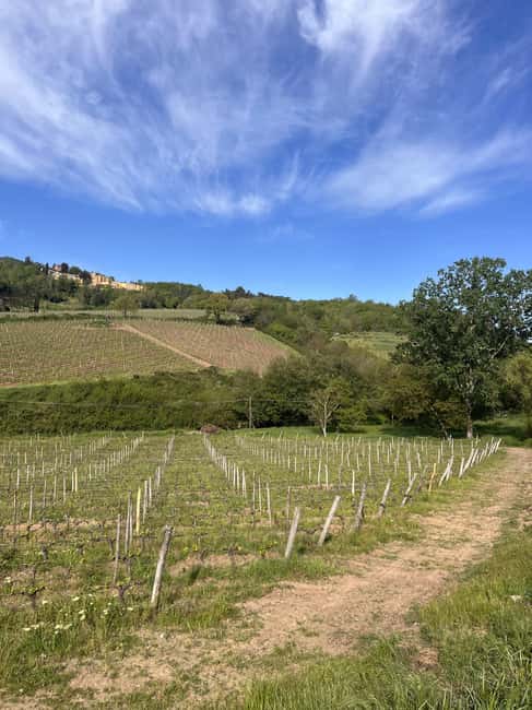 Tasting in a Tuscan Vineyard with transfer from Pisa - A small vineyard instead of a large wine factory