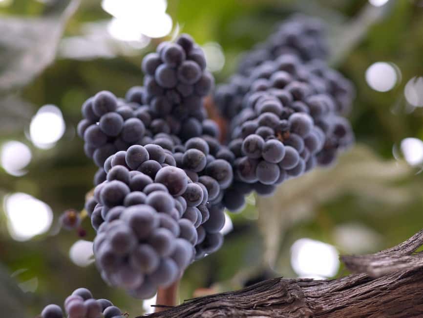 Temecula: 3-Winery Tour with Tastings and Lunch - How the five-hour schedule works