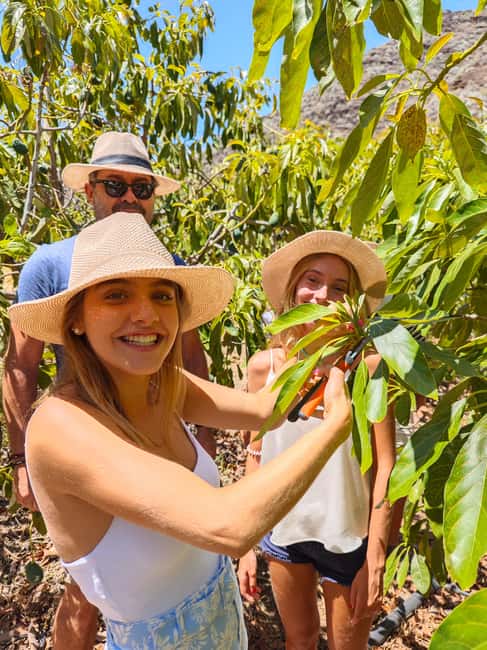Tenerife: Avocado Farm Tour with Tasting Menu & Wine - The tasting menu and Tenerife wine
