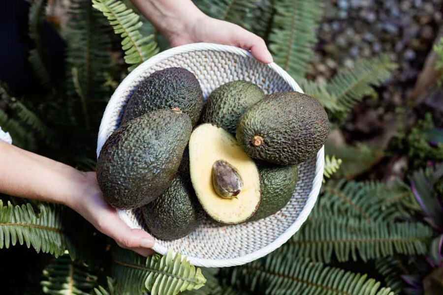 Tenerife: Avocado Farm Tour with Tasting Menu & Wine - Meeting the host and hearing Tahodio Valley’s story